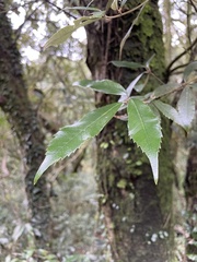 Quercus gilva