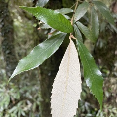 Quercus gilva