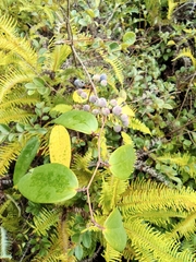 Smilax glabra