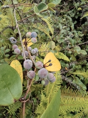 Smilax glabra