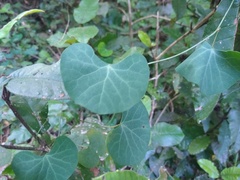 Cissampelos torulosa