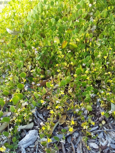 Image of Sticky Goodenia (Goodenia varia) by no rights reserved