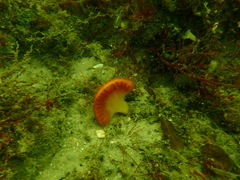 Sycozoa cerebriformis