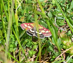 Pyrausta ostrinalis