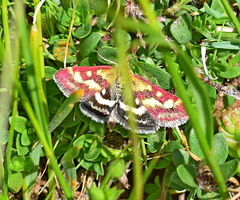 Pyrausta ostrinalis