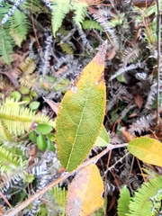 Photinia parvifolia