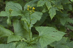 Caucasalia macrophylla