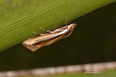 Classeya argyrodonta