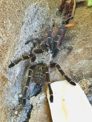 Pterinochilus murinus