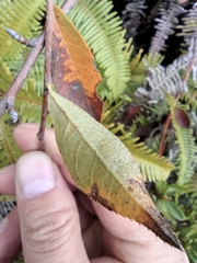 Photinia parvifolia
