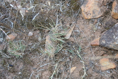 Urochloa serrata