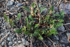 Astragalus schelichowii