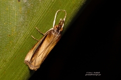 Classeya argyrodonta