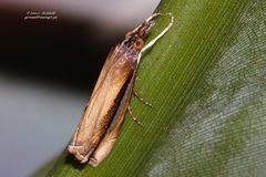 Classeya argyrodonta