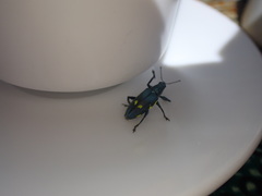 Polyclaeis longicornis