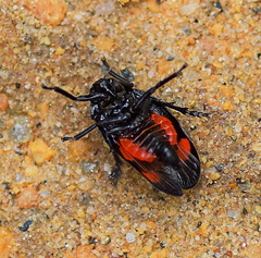 Cercopis arcuata