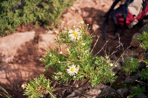 Argyranthemum callichrysum subsp. callichrysum image