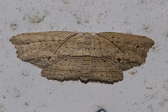 Phalacra