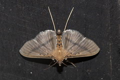 Filodes fulvidorsalis