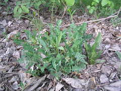 Astragalus schelichowii