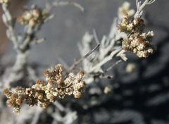 Helichrysum plebeium