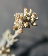 Helichrysum plebeium