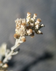 Helichrysum plebeium