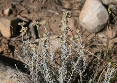 Helichrysum plebeium