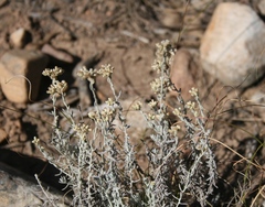 Helichrysum plebeium