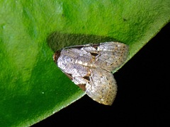 Chorsia