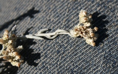 Helichrysum plebeium