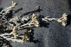 Helichrysum plebeium