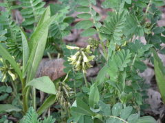 Astragalus schelichowii