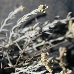 Helichrysum plebeium