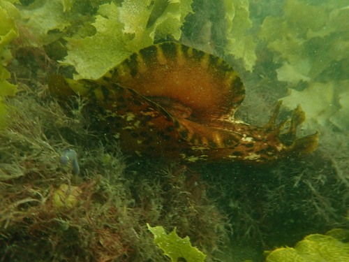 Aplysia extraordinaria