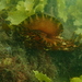 Aplysia extraordinaria