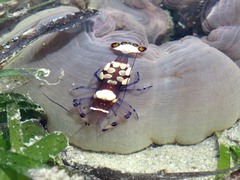 Ancylocaris brevicarpalis