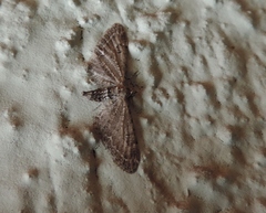 Eupithecia tripunctaria