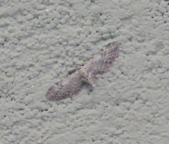 Eupithecia ochridata