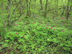 Paeonia caucasica