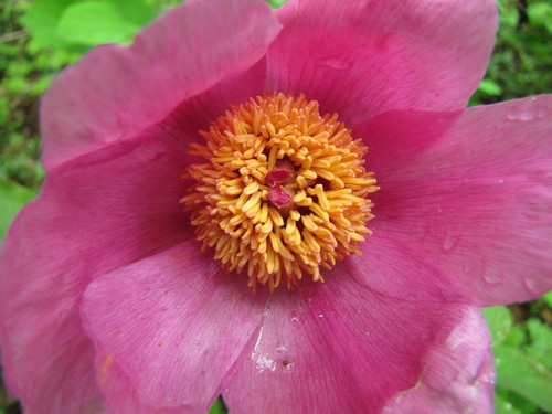 Caucasus Peony
