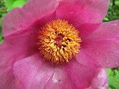 Paeonia caucasica