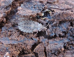 Aradus obtectus