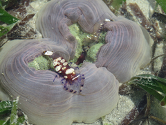 Ancylocaris brevicarpalis