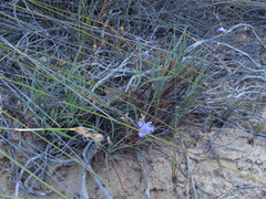 Aristea dichotoma