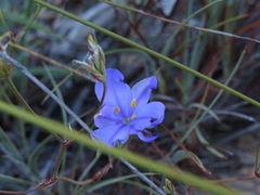 Aristea dichotoma