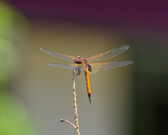 Tramea transmarina euryale
