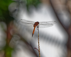 Tramea transmarina euryale