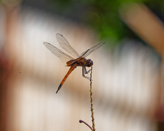 Tramea transmarina euryale