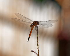 Tramea transmarina euryale